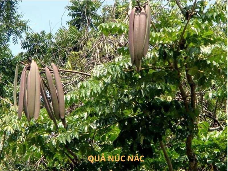 Tác Dụng Của Quả Núc Nác Trong Dầu Gội Đầu Thảo Dược